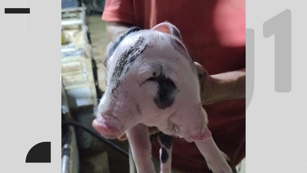 Porco nasce com ‘duas faces’ em propriedade rural no Espírito Santo; caso é raro — Foto: Arquivo pessoal