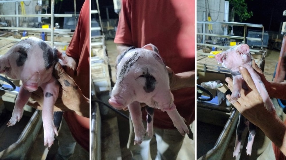 Porco nasce com duas faces no Espírito Santo — Foto: Arquivo Pessoal
