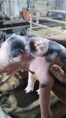 VÍDEO: Porco nasce com ‘duas faces’ em propriedade rural no ES; caso é raro