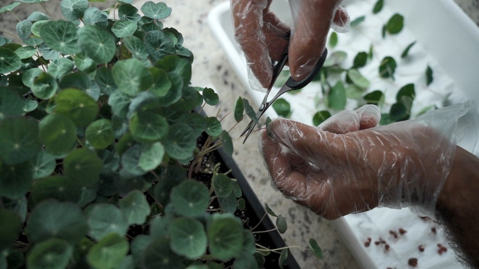 Cultivo de microverdes no Espírito Santo — Foto: Samy Ferreira/ TV Gazeta