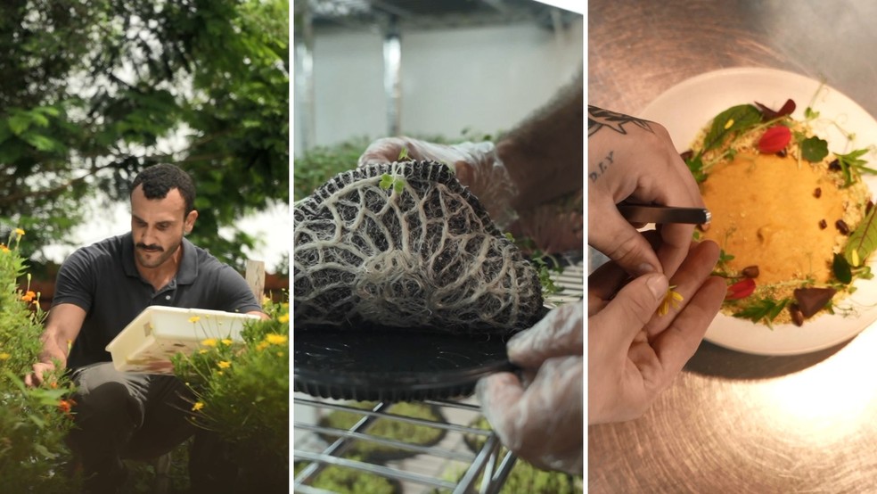 Cultivo de microverdes no Espírito Santo — Foto: Samy Ferreira/ TV Gazeta