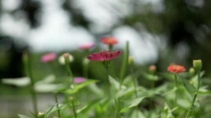 Conheça a produção das microverdes: miniplantas usadas na culinária