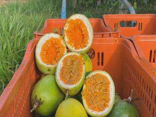 Maracujá no interior de SP: produtores usam técnica própria para driblar preço baixo