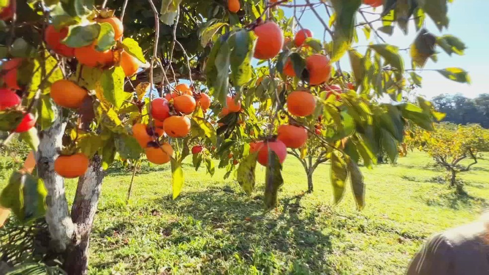 Produção de caqui também impulsiona turismo rural em sistema “colha e pague” no interior de SP — Foto: TV TEM/Reprodução