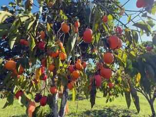 Safra de caqui deve crescer no interior de SP e impulsionar turismo rural