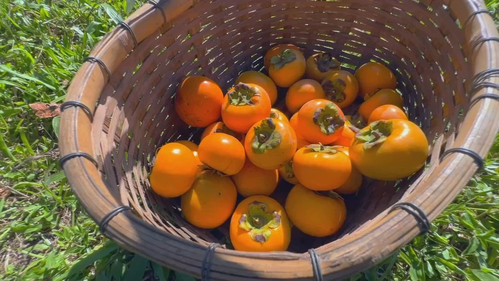 Galhos carregados indicam safra maior de caqui em propriedade de Piedade (SP) — Foto: TV TEM/Reprodução