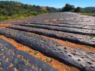 Temporal causa prejuízos na zona rural de Piedade; produtores perdem toneladas de alimento