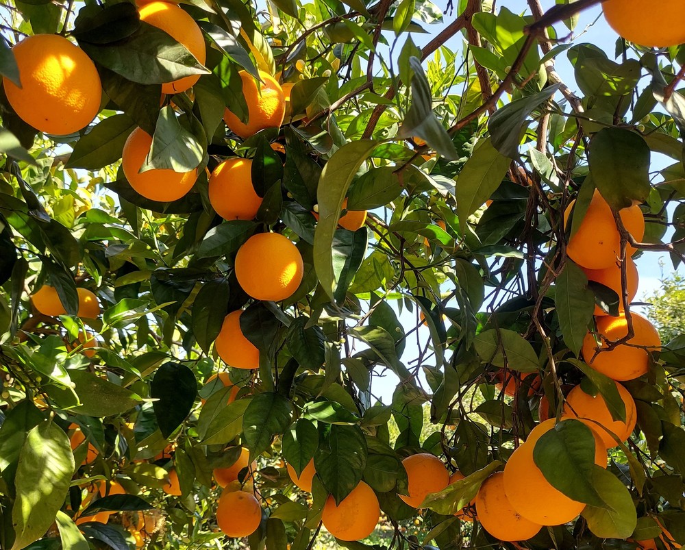 Citrinos do Algarve — Foto: AlgarOrange/Facebook